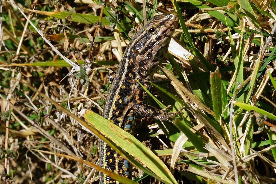 Ibrido di lucertola da identificare